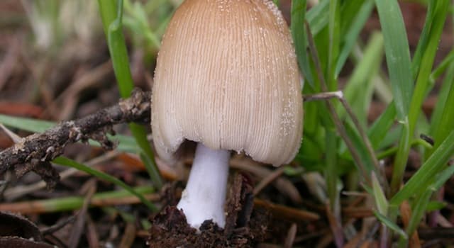 自然 小問題：以下哪個不是食用菌“ Coprinus Comatus”的通用名稱？