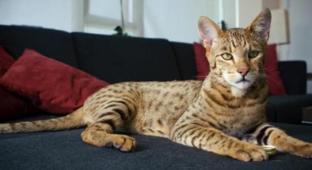 Naturaleza Pregunta Trivia: ¿Cuál es el gato doméstico más caro del mundo?