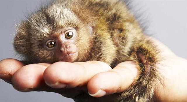 Naturaleza Pregunta Trivia: ¿Cuál es el mono más pequeño del mundo?