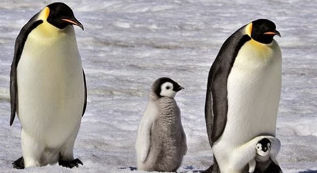 Naturaleza Pregunta Trivia: ¿Cuántas especies de pingüinos hay en la actualidad?