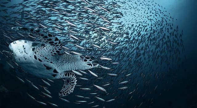 Natur Wissensfrage: Wie nennt man eine Gruppen von Fischen?