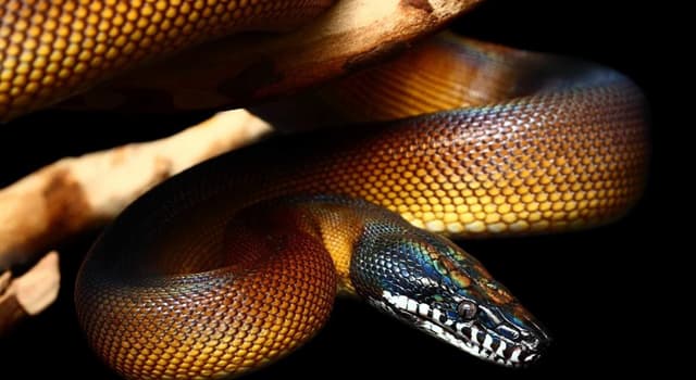 природа Запитання-цікавинка: Яка змія є найбільшою в світі?