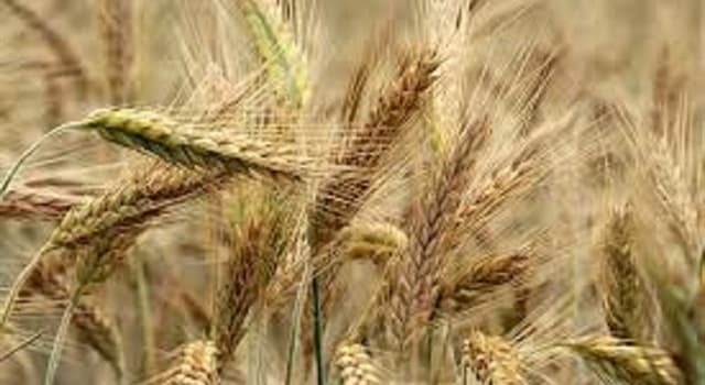 Society Trivia Question: What is a “barleycorn” used to measure?