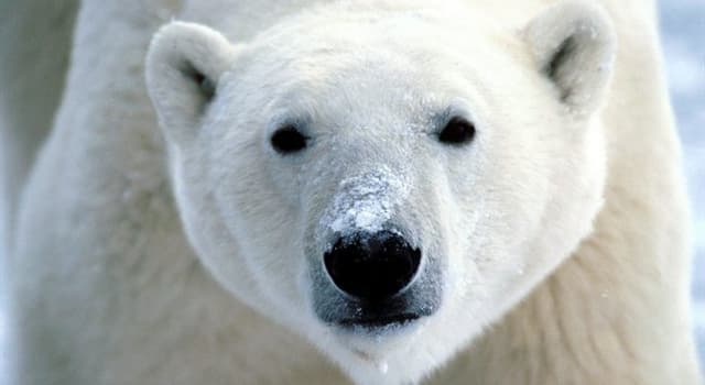 Society Trivia Question: What town claims to be the polar bear capital of the world?