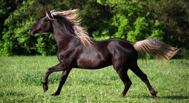 Natura Domande: Quale fra questi non è una delle andature basilari di un cavallo?