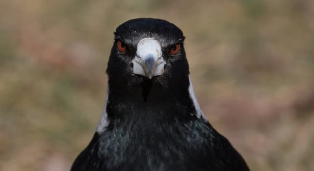Nature Trivia Question: Are magpies always black and white?
