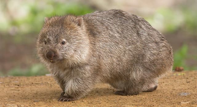 natura Pytanie-Ciekawostka: Z jakiego kraju pochodzą wombaty?