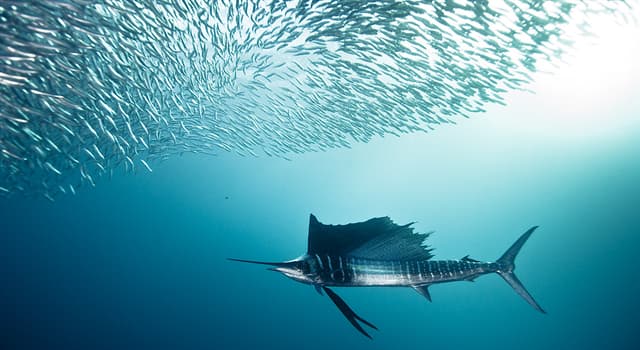 Nature Question: Quel poisson est le plus rapide du monde ?