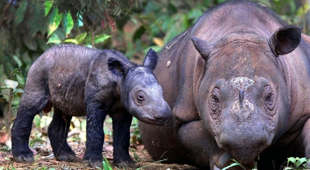 природа Запитання-цікавинка: Яке з перерахованих тварин є найдрібнішим представником сімейства носорогових?
