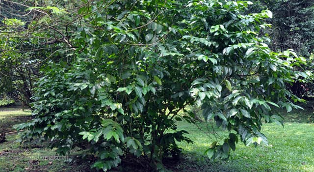 Natur Wissensfrage: Arabica und Robusta sind zwei wichtigsten Pflanzenarten von ...