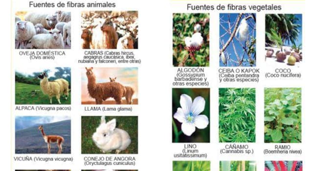 Сiencia Pregunta Trivia: ¿Cuál es la fibra natural más fuerte conocida por el hombre?
