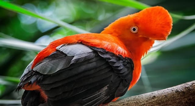 природа Запитання-цікавинка: Яка птах зображений на фото?