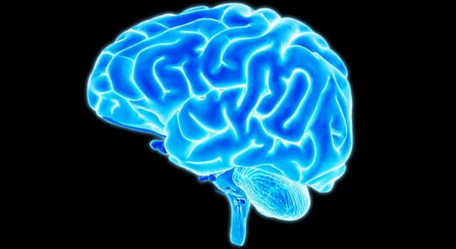 Science Trivia Question: The brain is a part of which organ system?