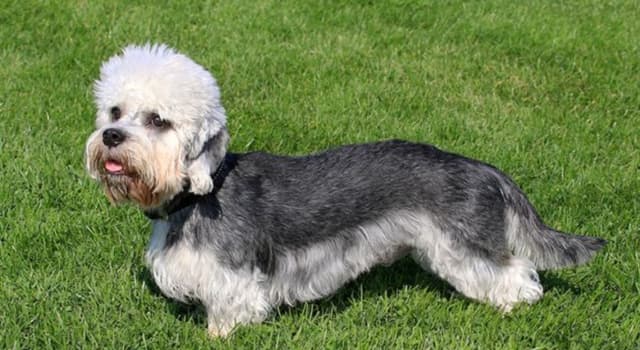 Culture Trivia Question: The "Dandie Dinmont" is a breed of terrier named after a character in which Scottish novel?