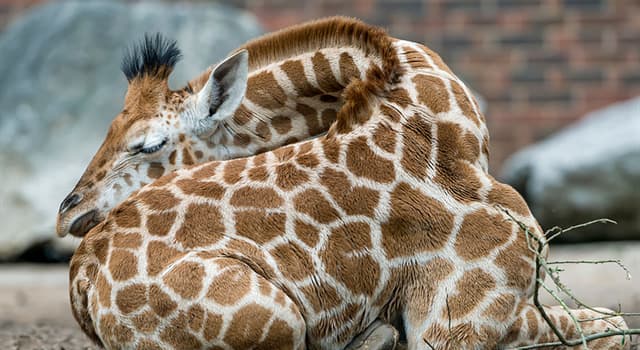 Natur Wissensfrage: Wie viele Stunden schläft eine Giraffe?