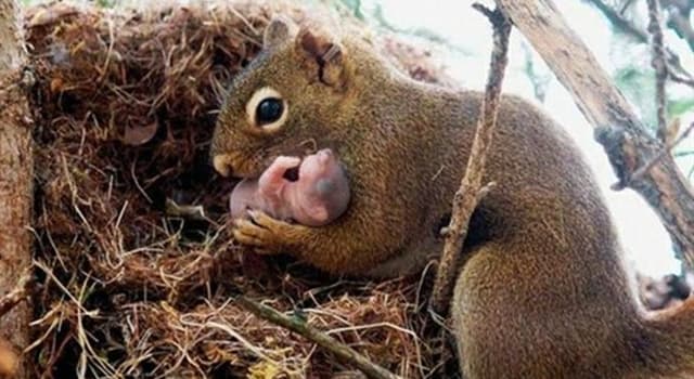 What are baby squirrels called? | Trivia Answers | QuizzClub