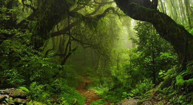 Doğa Trivia Sorusu: Hangi ormana 'Gezegenin akciğerleri' denir?