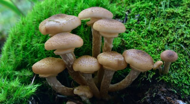 природа Запитання-цікавинка: Які гриби зображені на фото?