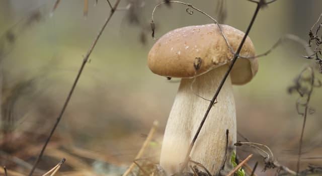 природа Запитання-цікавинка: Який гриб зображений на фото?