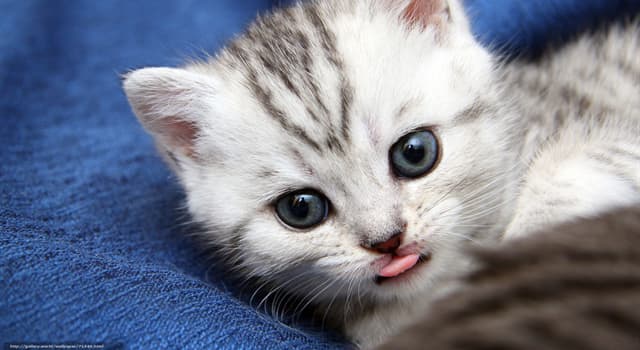 Natur Wissensfrage: Stimmt es, dass neugeborene Kätzchen taub und blind sind?