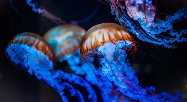 Культура Запитання-цікавинка: Чи правда, що існують їстівні медузи?