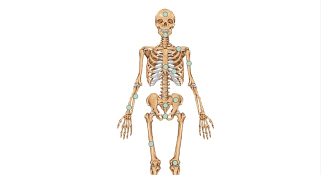 과학 상식 퀴즈: 상완골(Humerus)은 우리 몸 어디에 있는 뼈일까요?