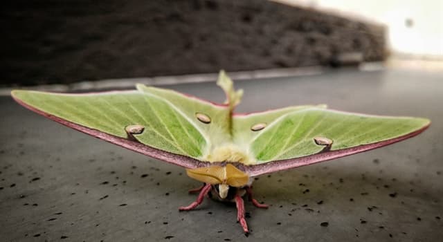 How Long Do Adult Luna Moths Live