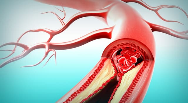 Wissenschaft Wissensfrage: Welche große Arterie befindet sich bei dem Oberschenkelknochen?