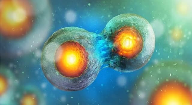 Сiencia Pregunta Trivia: ¿Cómo se le conoce al proceso de división celular mediante el cual son generadas dos células hijas genéticamente idénticas a la célula madre?