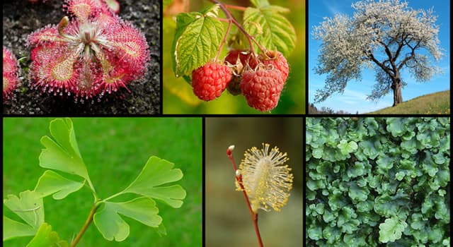 Natuur Trivia Vraag: Wat zijn Bryophyta?