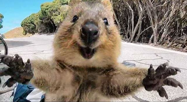 Natuur Trivia Vraag: Waar is de gebruikelijke leefomgeving van een Quokka?