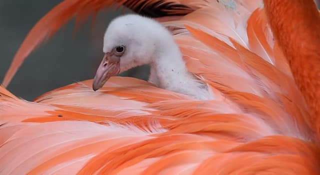 Natur Wissensfrage: Woraus bauen Flamingos ihre Nester?