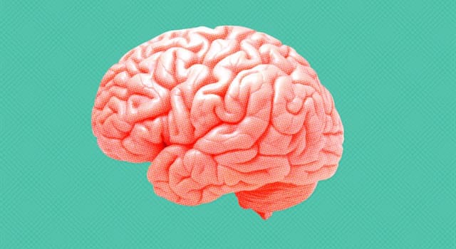 Наука Запитання-цікавинка: Якого відділу у мозку немає?