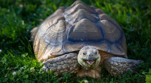 природа Запитання-цікавинка: Який факт про черепах невірний?