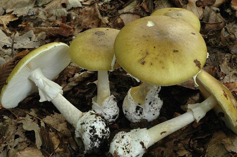 Nature Question: Quel est le champignon sur l'image  ?