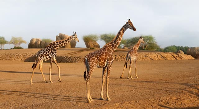 природа Запитання-цікавинка: Який вид / підвид жирафів найрідкісніший?