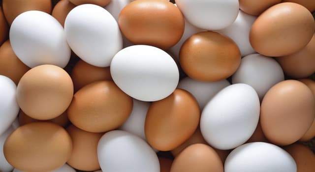 природа Запитання-цікавинка: Від чого залежить колір курячого яйця?