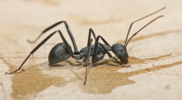 natura Pytanie-Ciekawostka: Która wyspecjalizowana grupa stanowi zdecydowaną większość populacji mrówek?