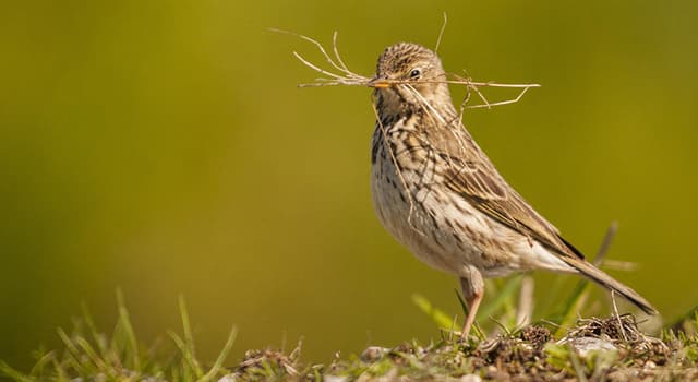 Natuur Trivia Vraag: Welk type vogel wordt in de winter wit om zich aan te passen aan de achtergrond?