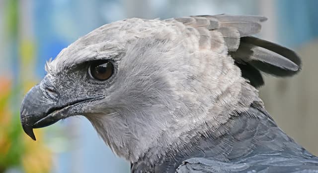 Natur Wissensfrage: Wovon ernährt sich eine Harpyie?