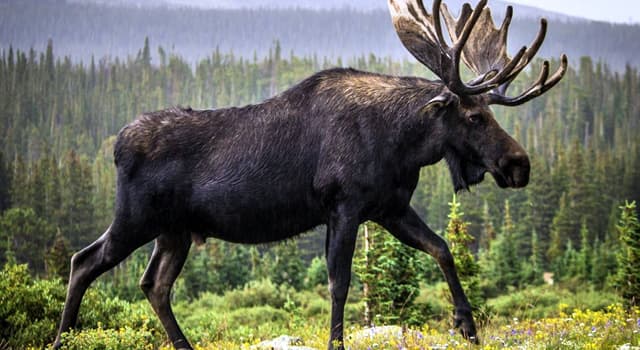 Nature Trivia Question: Do bull moose lose their antlers every winter?