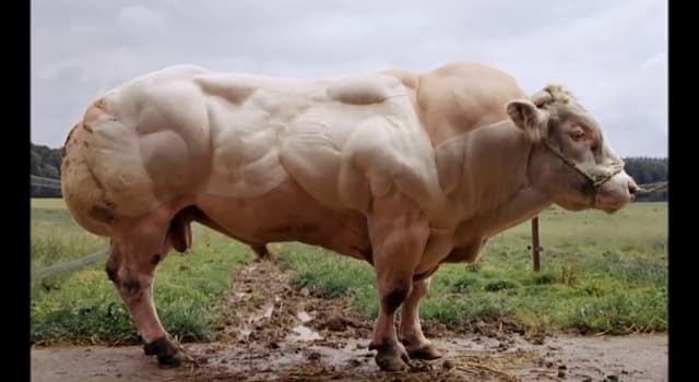 Natur Wissensfrage: Gibt es in Wirklichkeit solche Kühe wie auf dem Foto?