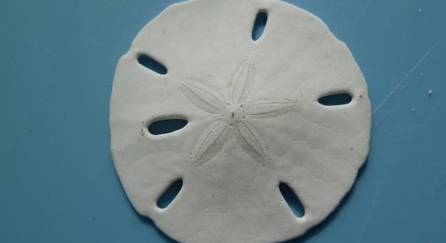 How do sand dollars eat? | Trivia Questions | QuizzClub