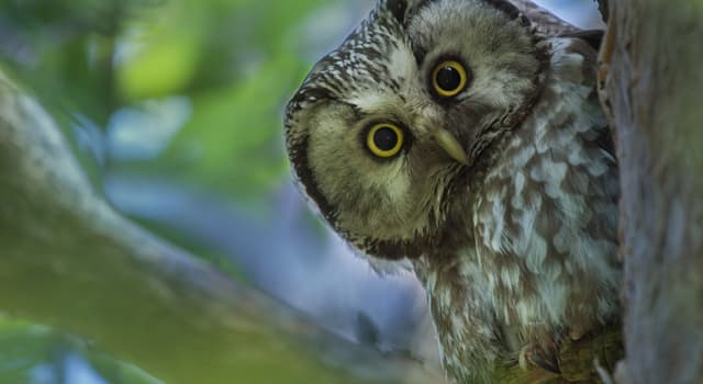 Natuur Trivia Vraag: Welke hiervan is niet waar over een kerkuil?