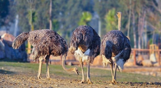 природа Запитання-цікавинка: Який факт про страусів невірний?