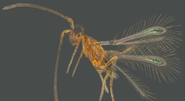 Natur Wissensfrage: Wie groß ist die Körperlänge der kleinsten Insekten der Welt Dicopomorpha echmepterygis?