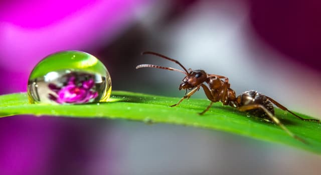 Natur Wissensfrage: Können Ameisen die Menschen beißen und stechen?