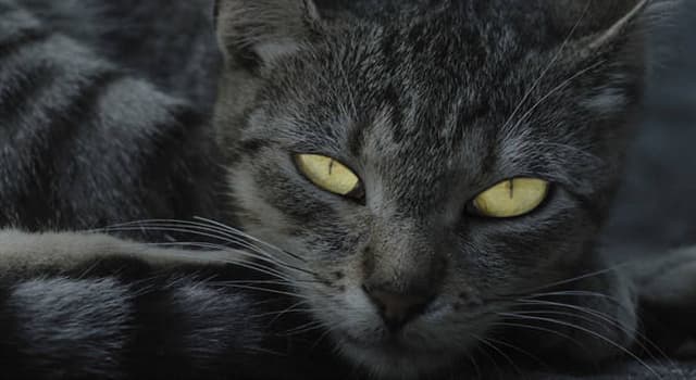 Cultura Pregunta Trivia: ¿Por qué decimos que de noche todos los gatos son pardos?