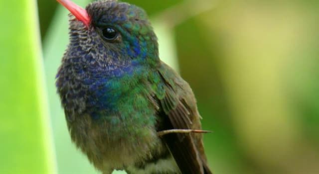 Nature Question: Quel est le plus petit oiseau du monde ?