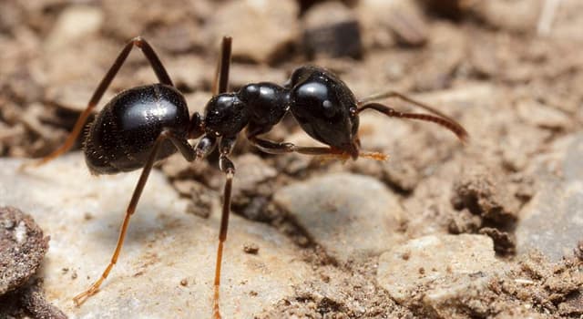 Nature Question: Quel produit chimique les fourmis utilisent-elles pour communiquer ?